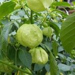 Physalis philadelphica Fruchs