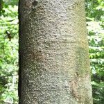 Ormosia melanocarpa Bark
