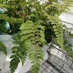 Polystichum polyblepharum Hoja