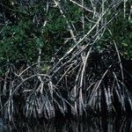 Rhizophora mangle Rinde