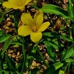 Linum flavum Kukka