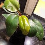Philodendron tatei
