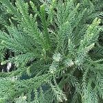 Cryptomeria japonica ᱥᱟᱠᱟᱢ