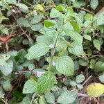 Clinopodium menthifolium Habit