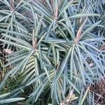 Euphorbia lathyris Leaf