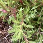 Saxifraga fragosoi Yaprak