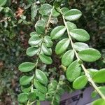Myrsine africana Likasa