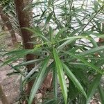 Thevetia neriifolia Hoja