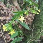 Ixanthus viscosus Flower