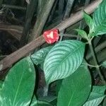 Psychotria poeppigiana Fleur