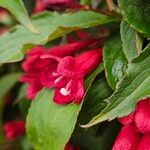 Weigela hortensis Кветка