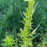 Artemisia biennis Leaf