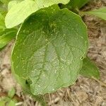 Chenopodium bonus-henricus Leaf