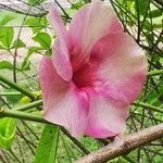 Allamanda blanchetiiFlor