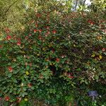 Rhododendron haematodes Habitus