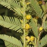 Chamaecrista nictitans Yaprak