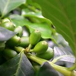 Coffea arabica 果