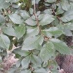 Ulmus minor Ліст