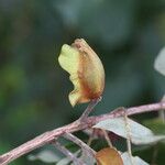 Combretum collinum Fruit
