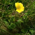 Geum pyrenaicum Habitus