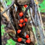 Abrus precatorius Fruit