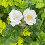 Rosa rugosa फूल