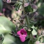 Lepechinia hastata Flor