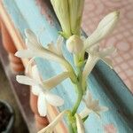 Polianthes tuberosa Kvet