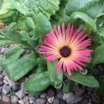 Mesembryanthemum crystallinum Flower