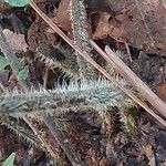 Pteris vittata Bark