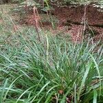 Carex pendula Feuille