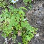 Bidens alba Habit