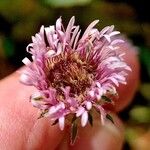 Erigeron alpinus Flower