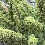 Dysphania botrys Fula