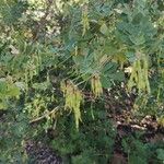 Coronilla valentina Frukt