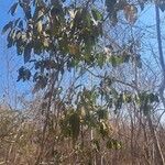 Morisonia americana Leaf