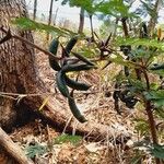 Vachellia cornigera Corteza