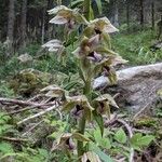 Epipactis helleborineFlower