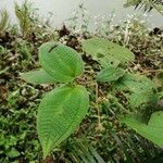 Miconia dependens Fuelha