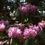 Rhododendron × geraldii Flower