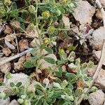 Helianthemum salicifolium Libunga
