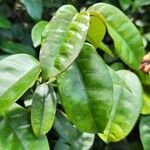 Strophanthus gratus Hoja