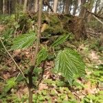 Acer pseudoplatanus Hoja