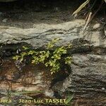 Asplenium x alternifolium 形態
