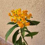 Asclepias curassavicaFlower