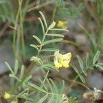 Hippocrepis ciliata Arall