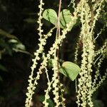 Dioscorea matagalpensis फूल