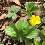 Potentilla canadensis Blad