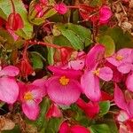 Begonia cucullata Blüte