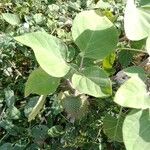 Datura wrightii Blad